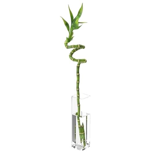 Bambú de la Suerte PREMIUM Planta para Decorar Casa y Jardín