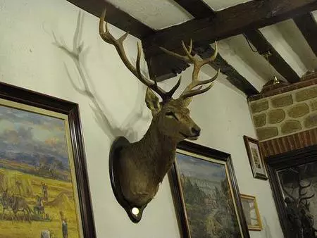 Encuesta sobre taxidermia y decoración. Resultados y conclusiones