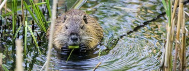 Há pessoas soltando esses animais, desaparecidos há séculos, em rios da Espanha; o problema é que não se sabe quem 