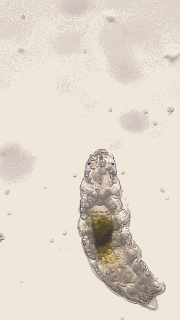 Gif
