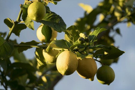 limonero