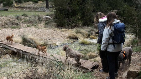 Viajesconperro 2