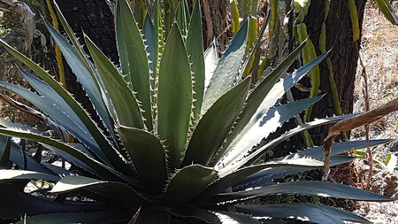 Agave