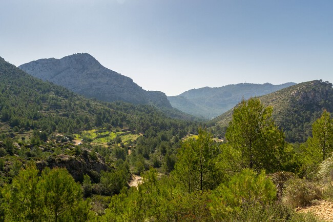 Mallorca Arboles