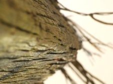 La madera hace más fuerte al plástico