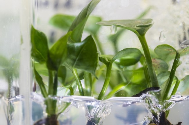 Pothos Web004