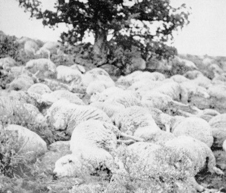 Sheep