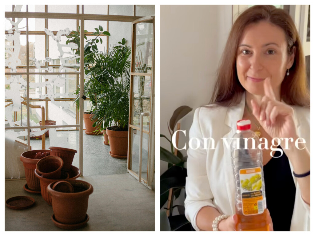 La experta en plantas Araceli recomienda el vinagre para cuidarlas: «Es mi truco estrella: limpia las hojas, nutre la tierra y combate las plagas»