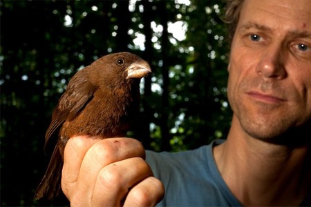 Esta especie de canario tiene casi el doble de tamaño que uno doméstico