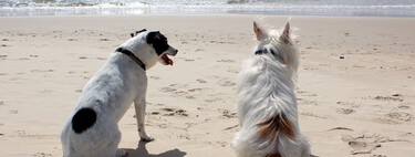 Ir de vacaciones con tu perro a un sitio nuevo y extraño no es un calvario, sino una oportunidad única