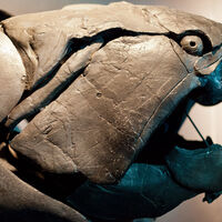 Esto que se ve en la imagen no es IA, ni una manualidad escolar: es un pez acorazado de cuatro metros y dientes blindados