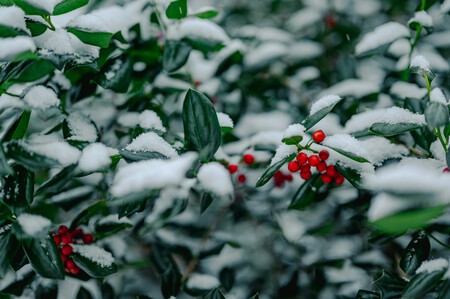 Ilex crenata (acebo japonés).
