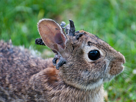 Conejos Con Papiloma