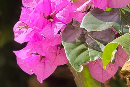 Flor2