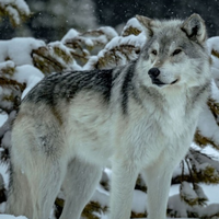 A reintrodução de lobos em Yellowstone causou algo que não era visto há 80 anos: o surgimento de árvores 