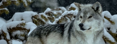 A reintrodução de lobos em Yellowstone causou algo que não era visto há 80 anos: o surgimento de árvores 