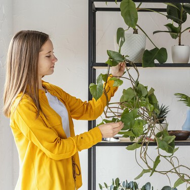Lidl pone a la venta   una planta colgante resistente y fácil de cuidar: cuesta menos de 5 euros
