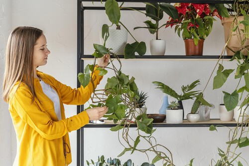 Planta colgante Lidl