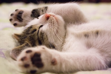 Gatos Vibrisas