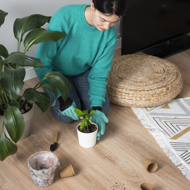 El truco profesional que usan los viveros para revivir plantas secas después de Navidad 