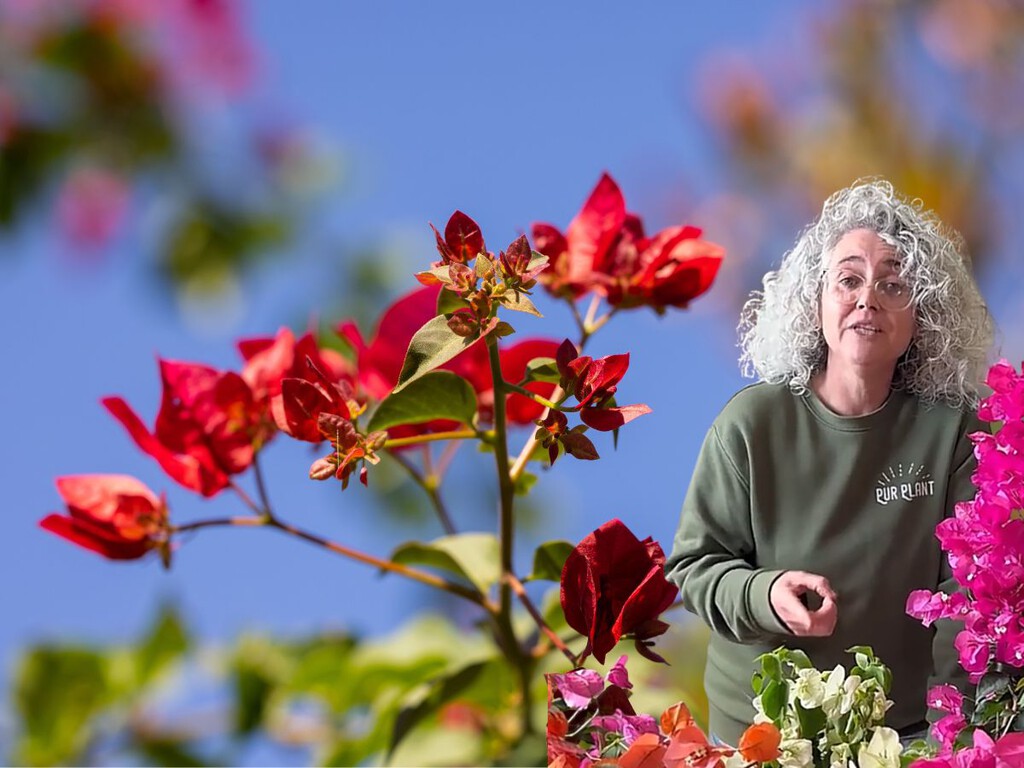 Esta experta en plantas avisa: “La buganvilla no necesita el sustrato constantemente húmedo”