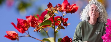 Esta experta en plantas avisa: “La buganvilla no necesita el sustrato constantemente húmedo” 