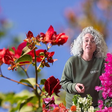 Esta experta en plantas avisa: “La buganvilla no necesita el sustrato constantemente húmedo” 