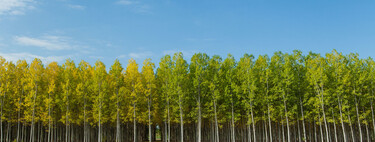 España se está llenando de chopos y tiene una explicación: son el árbol de los huevos de oro 