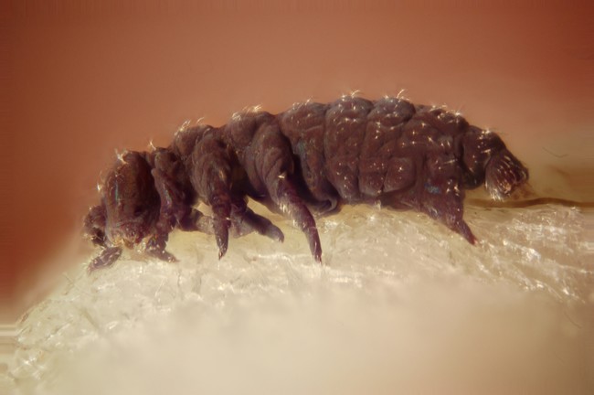 Collembola From The Drainage Of A Hot Spring In Lassen County California Stacked Macro 10x