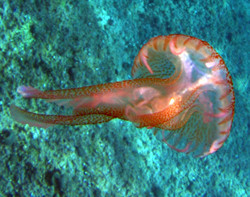Medusa 5