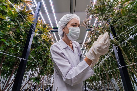 pesquisadora e plantas de maconha