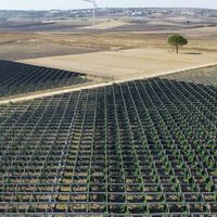 Una bodega italiana instaló paneles solares sobre sus viñedos y descubrió algo inesperado: mejoran la calidad del vino 