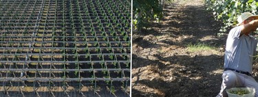 Una bodega italiana instaló paneles solares sobre sus viñedos y descubrió algo inesperado: mejoran la calidad del vino 