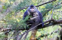 También hay monas matronas