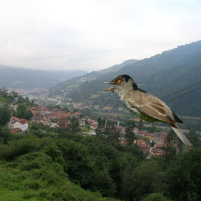 Un pájaro diminuto revoluciona Mieres: avistan una curruca gavilana, observada solo 14 veces en España, y se desata una peregrinación ornitológica