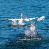 Manejar el conficto, no haciendo nada