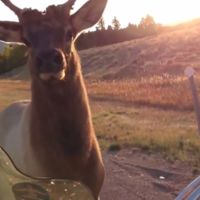 Los alces que tampoco amaban las motos 