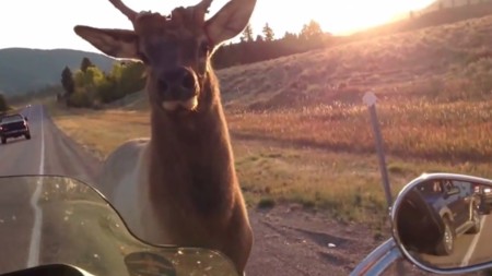 Los alces que tampoco amaban las motos