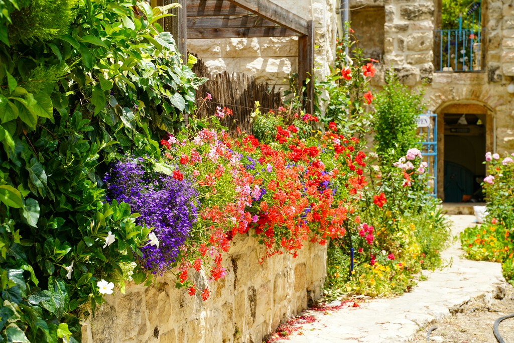 Hoy llega a Lidl la planta para balcones que enamora por sus flores románticas y tamaño compacto por menos de 2 euros