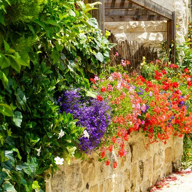 Hoy llega a Lidl la planta para balcones que enamora por sus flores románticas y tamaño compacto por menos de 2 euros