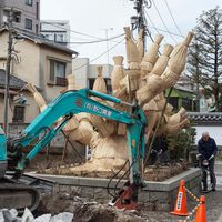 No Japão, árvores centenárias não são simplesmente cortadas — especialistas passam meses preparando um "transplante"