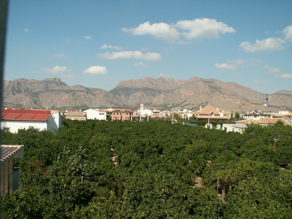 Mientras España tira 400.000 toneladas de limones, los agricultores han tenido una idea: arrancar miles de árboles 