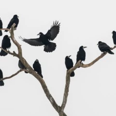 Foto 4 de 11 de la galería categoria-aves en Xataka Foto