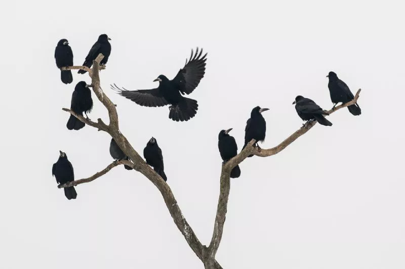 Foto de Categoría Aves (4/11)