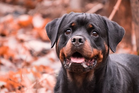 Razas Ppp Que Dejan De Serlo Rottweiller