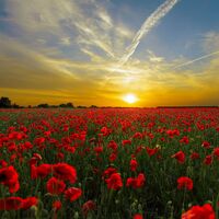 Los campos de amapolas más bellos de España: dónde están y cuándo visitarlos