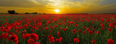 Los campos de amapolas más bellos de España: dónde están y cuándo visitarlos