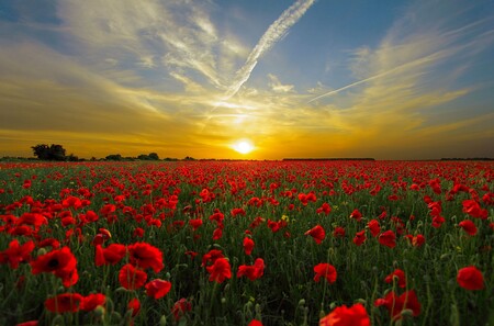 Los campos de amapolas más bellos de España: dónde están y cuándo visitarlos