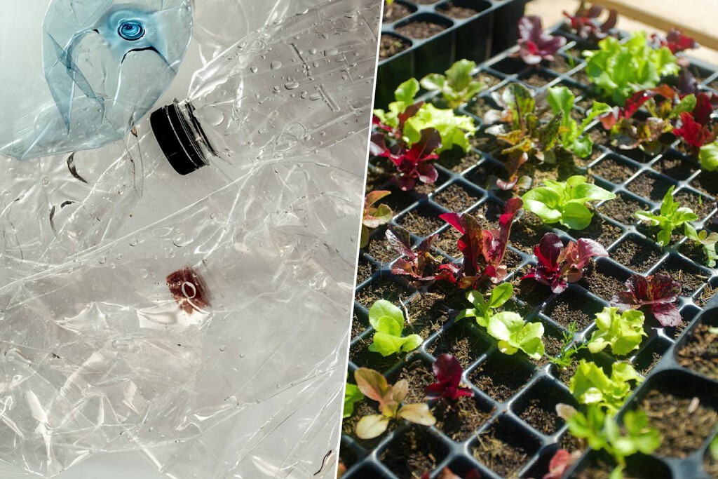 El enemigo microscópico: los rábanos confirman la entrada de nanoplásticos en la cadena alimentaria
