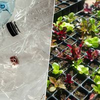 El rábano ha sido siempre la cosa menos interesante del planeta. Hasta que llegaron los microplásticos